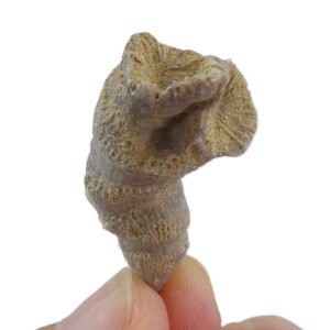 Charactophyllum nanum  VENDIDO