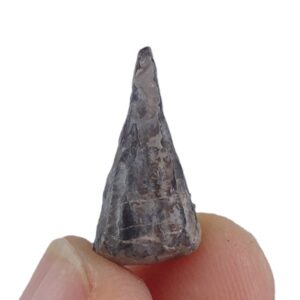 Conularia crustula