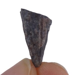 Conularia crustula