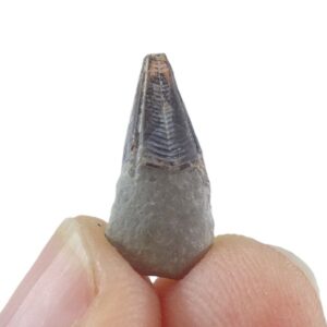 Conularia crustula