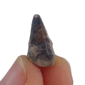 Conularia crustula