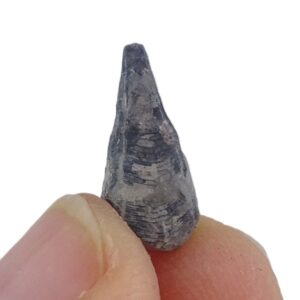 Conularia crustula
