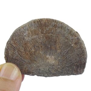Xystostrophia umbraculum