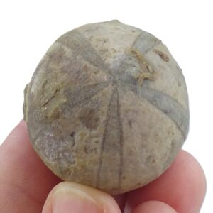 Conulus gigas