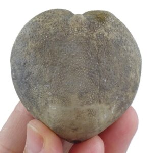 Micraster brevis