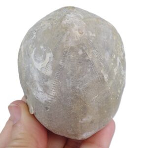 Echinocorys darderi