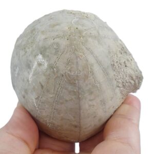 Echinocorys darderi