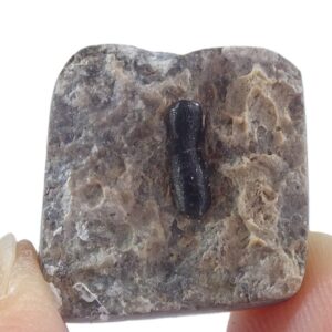 Palaeobates angustissimus