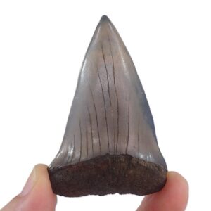 Carcharodon hastalis