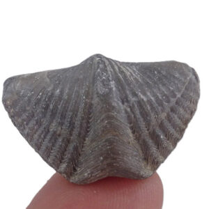 Mucrospirifer thedfordensis