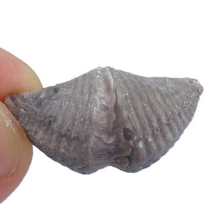 Mucrospirifer thedfordensis