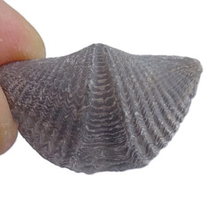 Mucrospirifer thedfordensis