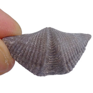 Mucrospirifer thedfordensis