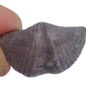 Mucrospirifer thedfordensis