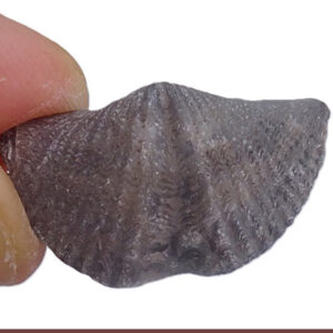 Mucrospirifer thedfordensis