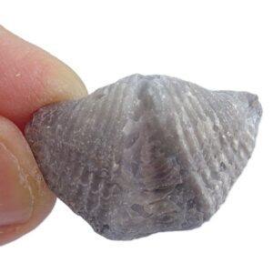 Mucrospirifer thedfordensis