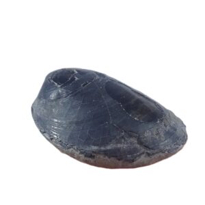 Orbiculoidea missouriensis