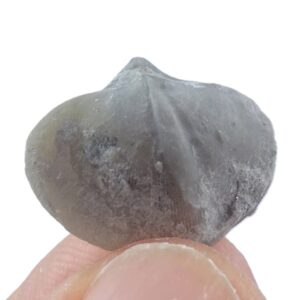 Eospirifer radiata