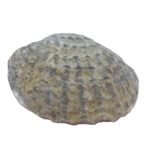 Spinatrypa wotanica