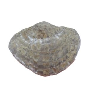 Spinatrypa wotanica