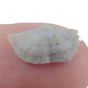 Neochonetes granulifer
