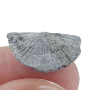 Schachertella subplana