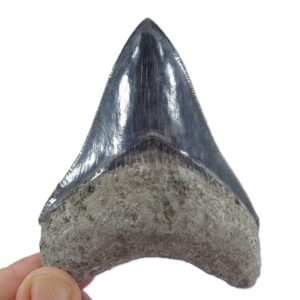 Carcharocles megalodon