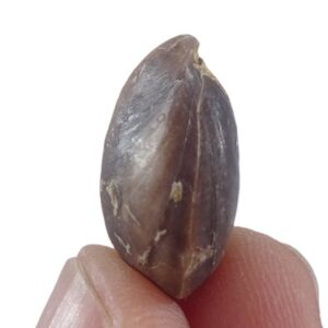 Ornithella digona