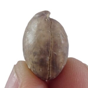 Ornithella digona