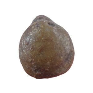 Argovithyris baugieri