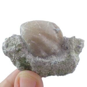 Cererithyris arkelli