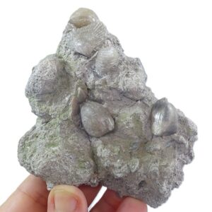 Digonella digona y Quadratirhynchia quadrata