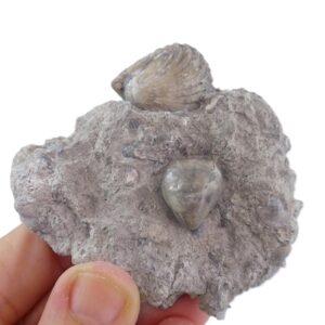 Digonella digona y Quadratirhynchia quadrata