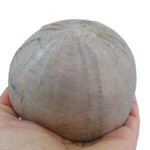 Echinocorys ovatus