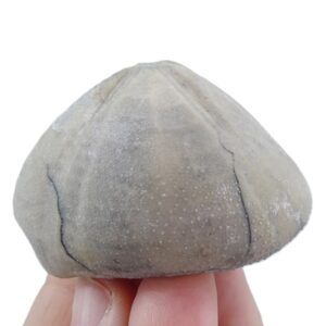Gibbaster stolleyi