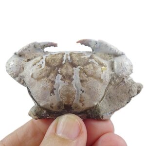Galene bispinosa