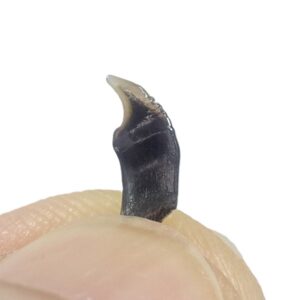 Eotrigonodon serratus
