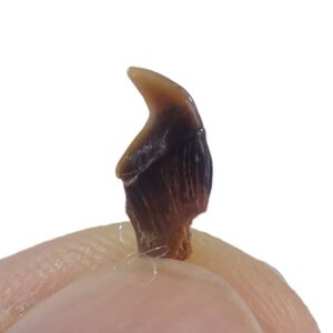 Eotrigonodon serratus