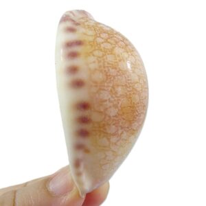 Mauritia grayana