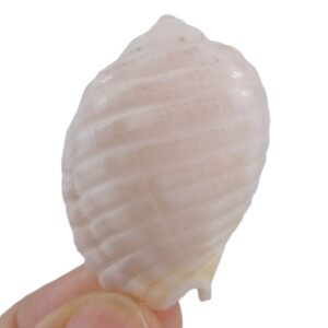 Malea pomum