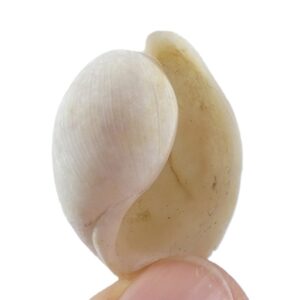 Bulla ampulla