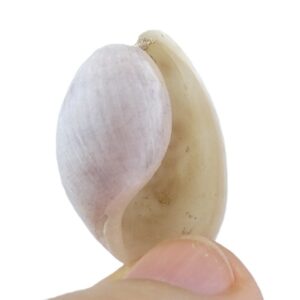 Bulla ampulla