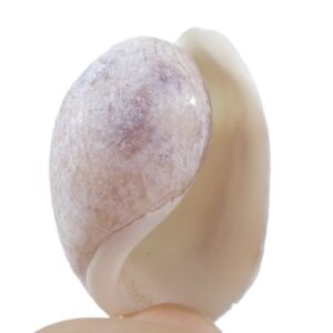 Bulla ampulla
