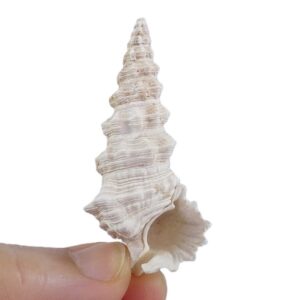 Cerithium adansonii