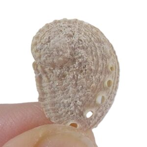 Haliotis venusta