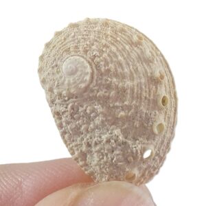 Haliotis venusta
