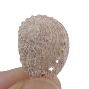 Haliotis venusta