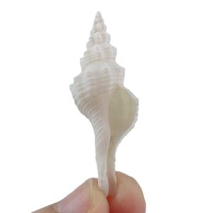 Fusinus verrucosus