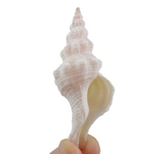 Fusinus verrucosus  VENDIDO