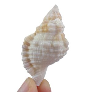 Cymathium marerubrum  VENDIDO